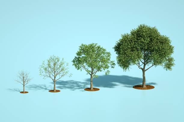 Row of trees from sapling to mature tree on blue background, growth concept